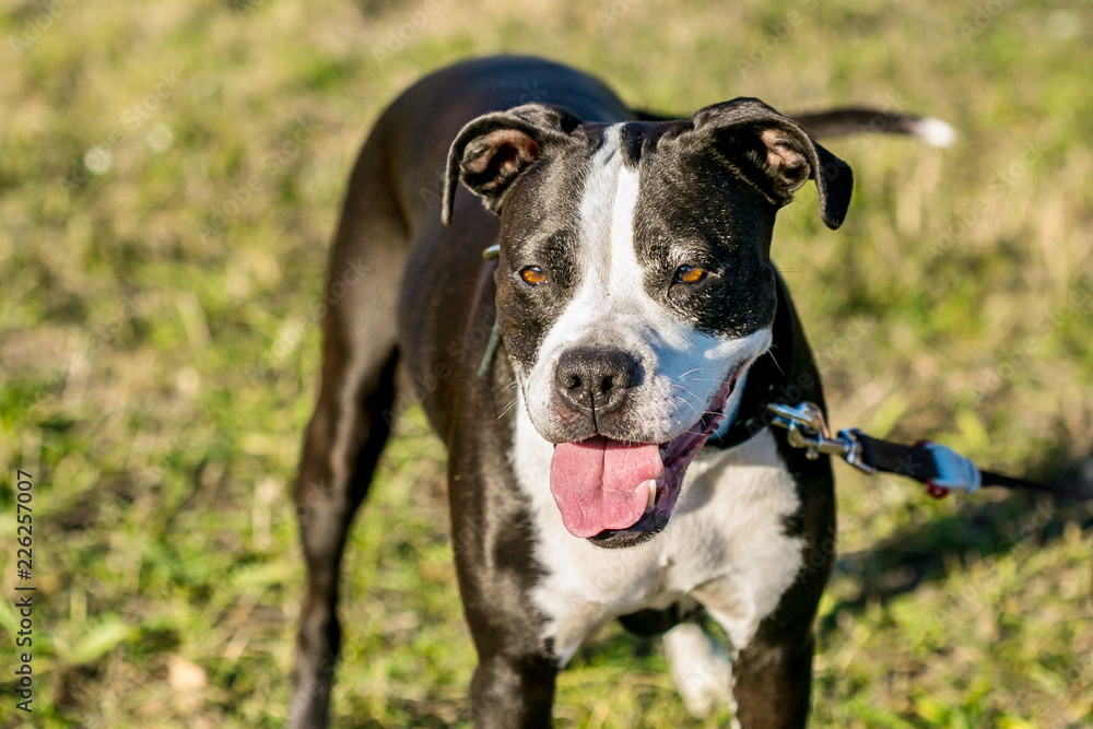 Portrait of white and dark brown mixed breed dog, pink tongue sticking out, standing in a park, dog collar and leash, yellow, green grass in background, sunny fall day Portrait of white and dark brown mixed breed dog, pink tongue sticking out, standing in a park, dog collar and leash, yellow, green grass in background, sunny fall day