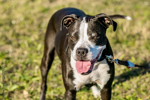 Portrait of white and dark brown mixed breed dog, pink tongue sticking out, standing in a park, dog collar and leash, yellow, green grass in background, sunny fall day