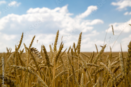 Golden wheat field with blue sky in background. Golden wheat field and sunny day