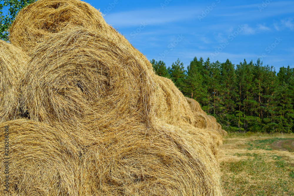 Round haystack in the field after haymaking, copy space, agricultural industry concept Round haystack in the field after haymaking, copy space, agricultural industry concept