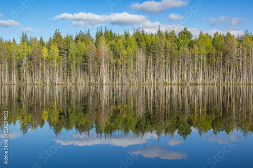 Premium Photo  Swamp landscape under a blue sky on a clear day