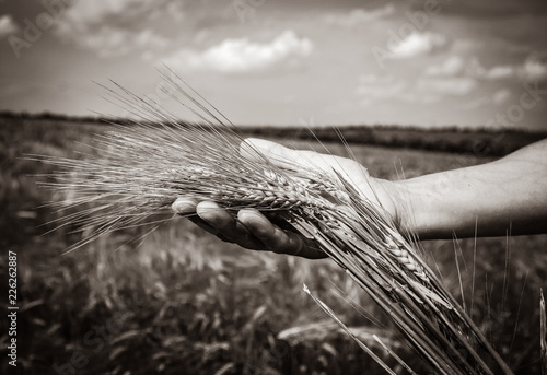 human hand holds wheat spikelets at harvest time against the background of a wheat field