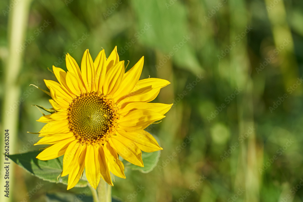 Yellow sun flower with blurred bokeh background on a feald on a sunny day. Copy space. Yellow sun flower with blurred bokeh background on a feald on a sunny day. Copy space.