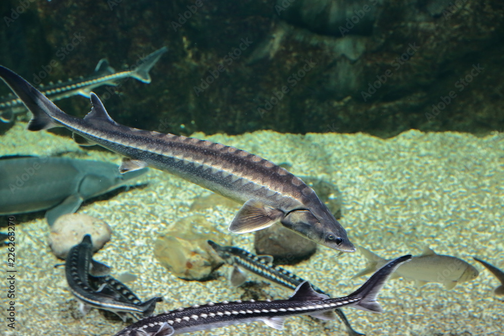 Φωτογραφία Fish, sea urchins and crabs, fugu and stars, as well as other inhabitants of war