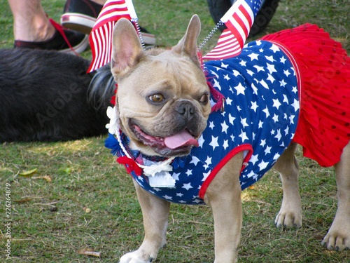 Cute bulldog in patriotic costume with American flags at U.S. Fourth of July dog parade. photo