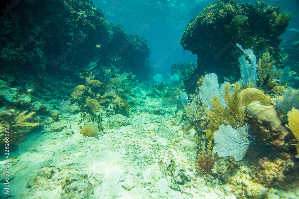 Coral of Belize