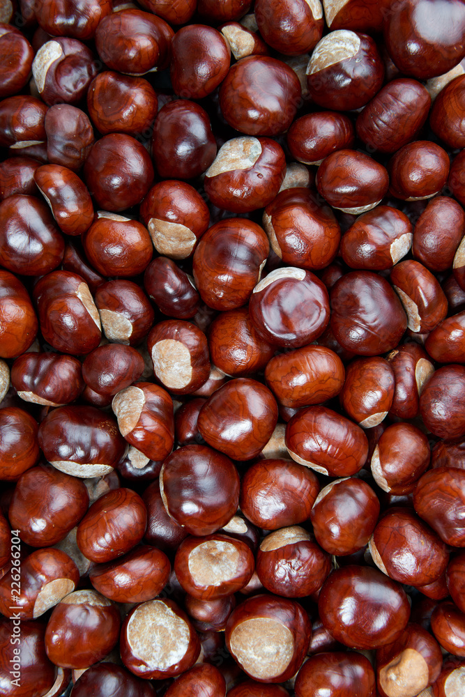 Ripe chestnuts background. Autumn decorations. Autumn concept. Ripe chestnuts background. Autumn decorations. Autumn concept.