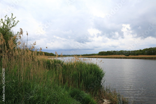 Autumn  cloudy evening on the river  the trees and grass are still green  but the reeds have dried up and become gold