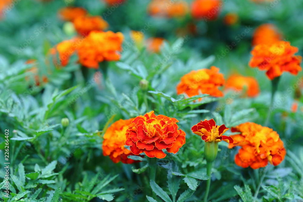 Marigolds, the most unusual flowers their bright buds are always visible on the green flower bed Marigolds, the most unusual flowers their bright buds are always visible on the green flower bed