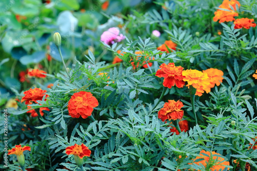 Marigolds, the most unusual flowers their bright buds are always visible on the green flower bed Marigolds, the most unusual flowers their bright buds are always visible on the green flower bed