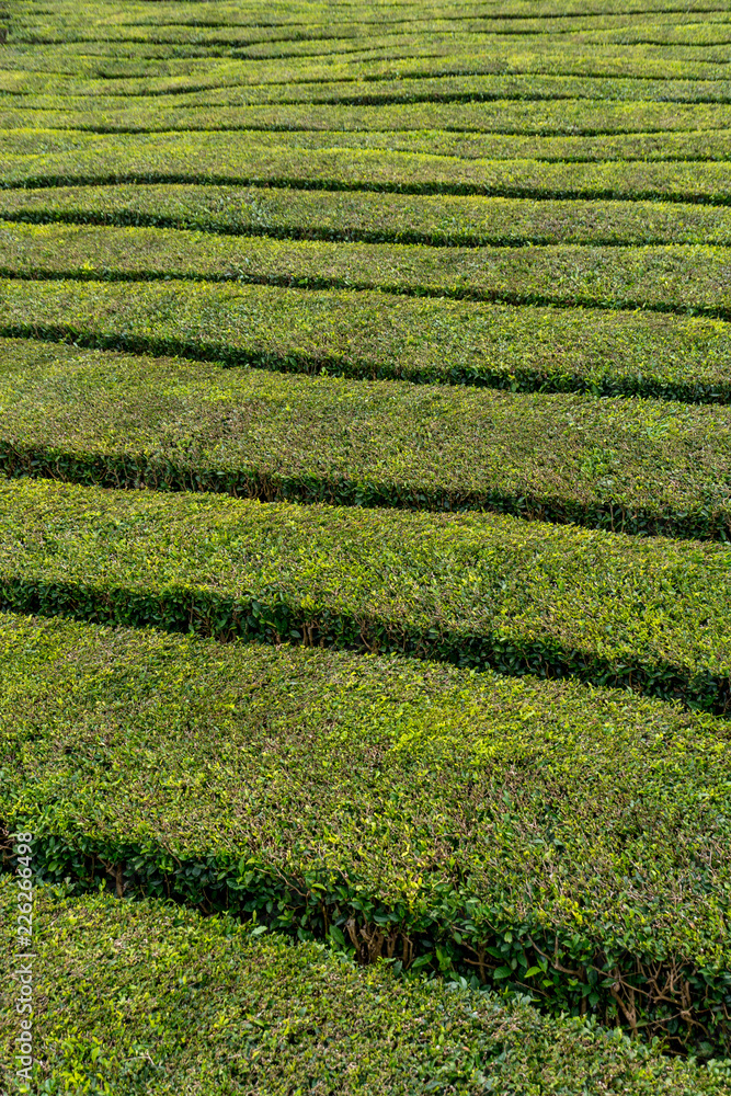 Tea Plantation Field in Azores Tea Plantation Field in Azores