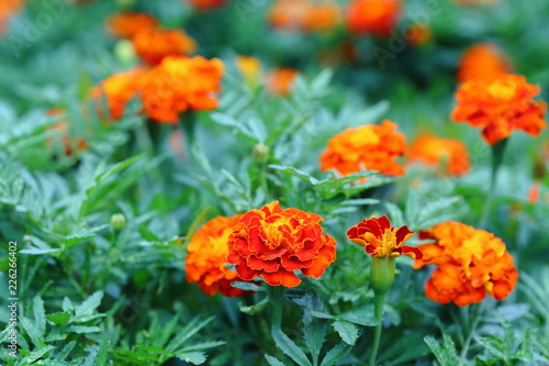 Marigolds  the most unusual flowers their bright buds are always visible on the green flower bed