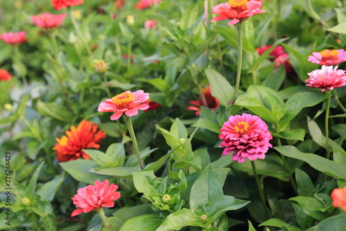Red flowers of zinnia on the background of a green flower bed