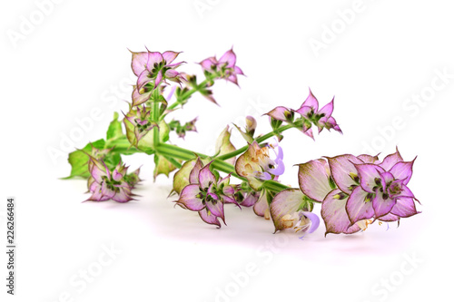 Clary Sage (Salvia Sclarea) Medicinal Herb Plant. Isolated on White Background. photo