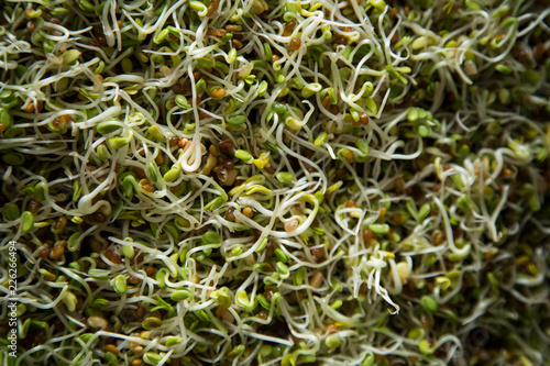 Sprouted Bean Sprouts Macro