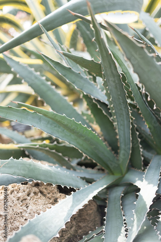 Spiked Cactus Plant