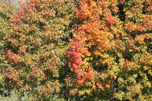 Yellow foliage of maple photo