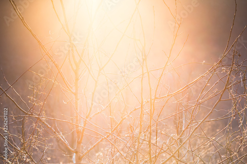 Sunlight at Sunset Through the Trees