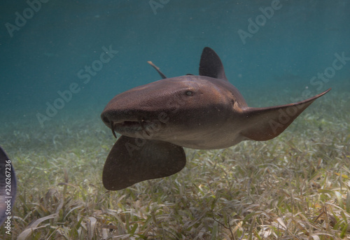 singrays and sharks in belize