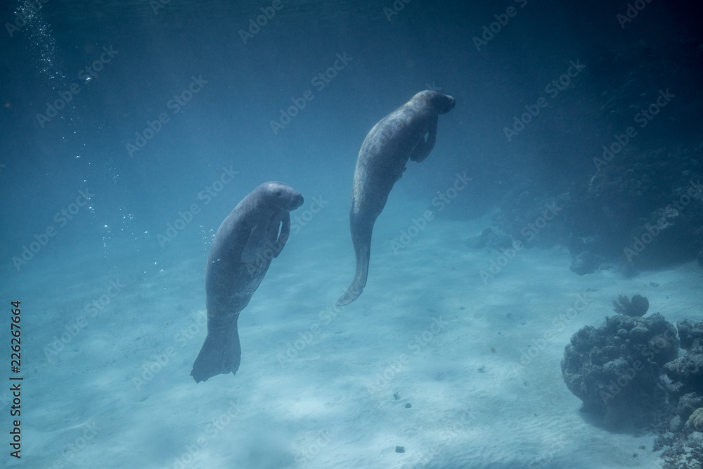 Φωτογραφία Manatees in Belize