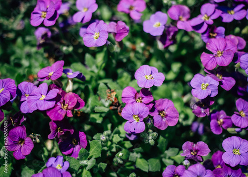 Purple Flowers in Field