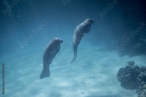 Manatees in Belize