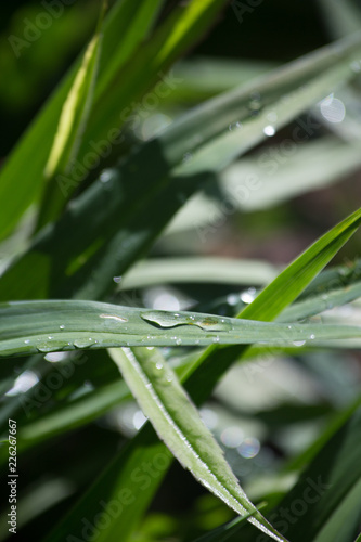 Dew on Grass in the Morning