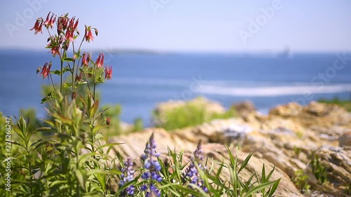 Windy weather, wind blowing on moving red lobelia flowers and bluebells, Spanish blue bells on cliff, movement, rocks near shore of Fort Williams park at Cape Elizabeth, Portland, Maine, USA photo