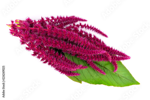 Isolated Amaranth (Amaranthus) Plant.