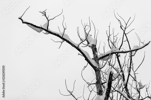 Trees covered in snow in the winter