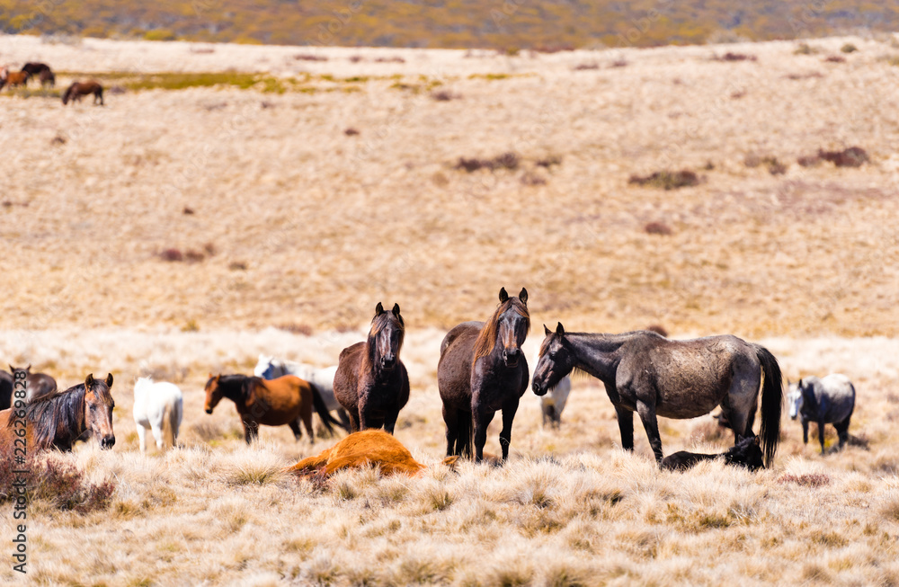 Fototapeta premium Iconic wild horses in Kosciuszko National Park, NSW, Australia