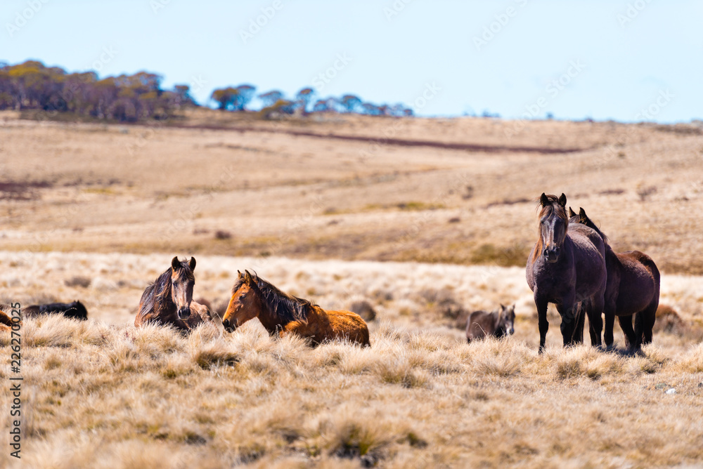 Iconic wild horses in Kosciuszko National Park, NSW, Australia Iconic wild horses in Kosciuszko National Park, NSW, Australia