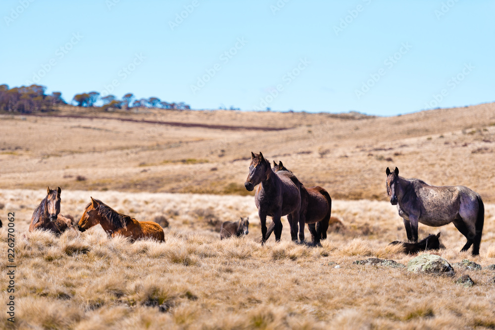 Iconic wild horses in Kosciuszko National Park, NSW, Australia