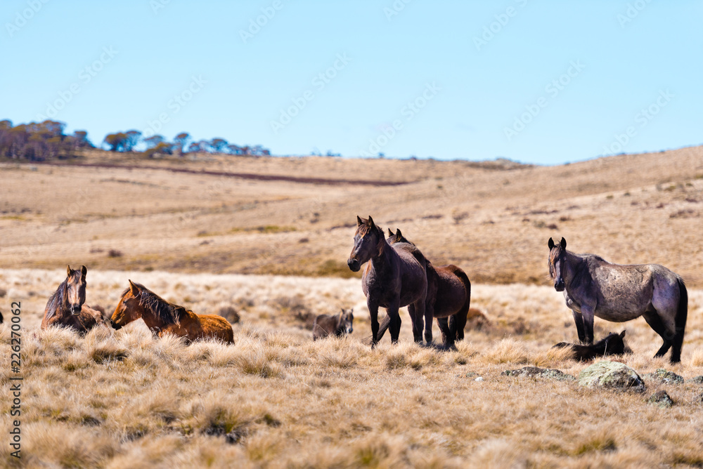 Iconic wild horses in Kosciuszko National Park, NSW, Australia Iconic wild horses in Kosciuszko National Park, NSW, Australia