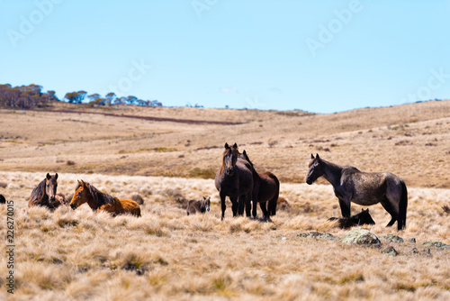 Wallpaper Mural Iconic wild horses in Kosciuszko National Park, NSW, Australia Torontodigital.ca
