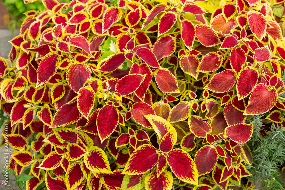 カラフル葉のコリウス 観葉植物 Stock Photo Adobe Stock