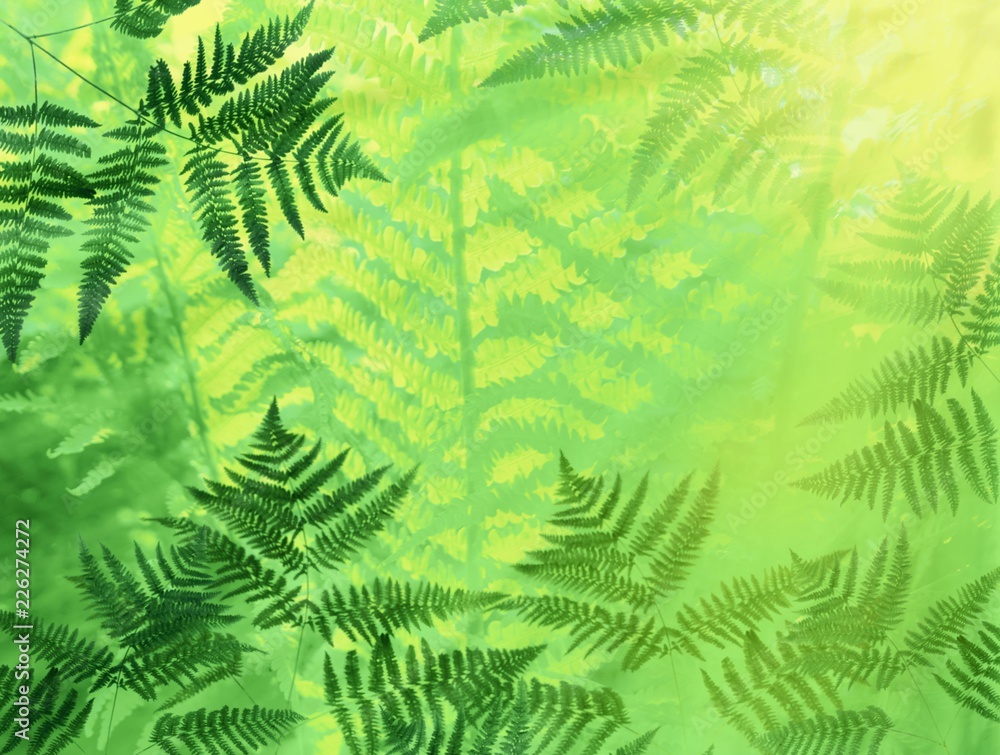 The sun's rays pass through the foliage of a fern.