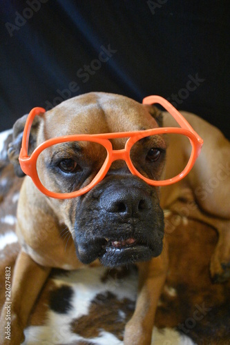 Fototapeta Naklejka Na Ścianę i Meble -  brown boxer breed dog wearing orange glasses