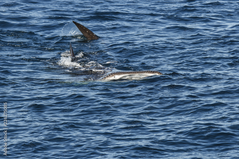 Naklejka premium Solitary Feeding Whale Shark