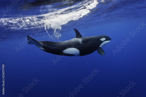 Obraz na plátně Killer whales swimming in the blue Pacific Ocean offshore from the North Island, New Zealand