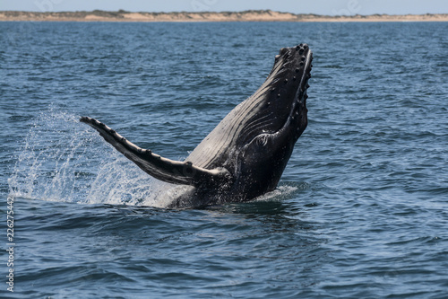 Humpback Whale Breach © Jana