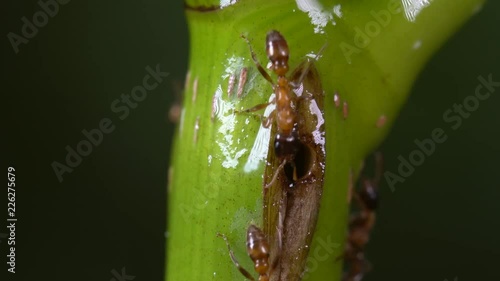 Nest of elongate twig ants (Pseudomyrmex sp.) in the stem of a rainforest plant in the Ecuadorian Amazon. These stinging ants defend the host plant from herbivores. photo