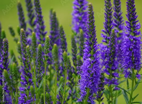 Purple Flower