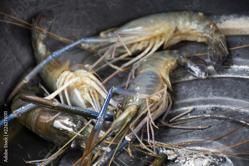 Fresh shrimp or prawn in plastic basin wait for cooking