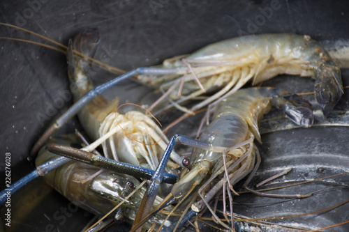 Fresh shrimp or prawn in plastic basin wait for cooking
