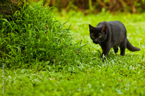 Clemmons Cats
