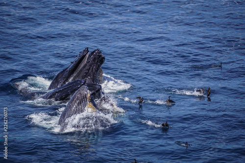 Humpback Whales © Matt