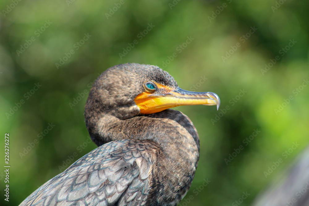 black bird with teal eyes in Florida