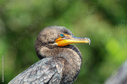 black bird with teal eyes in Florida © Jaimie Tuchman