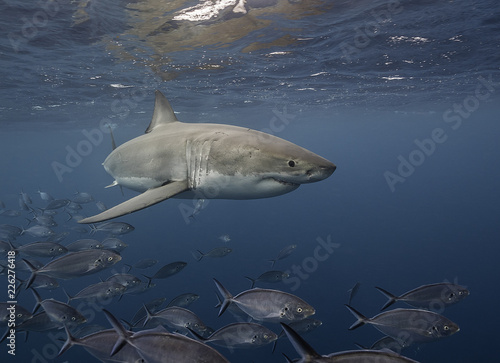 Great white shark swimming with a school of jack fish  Neptune Islands  South Australia.